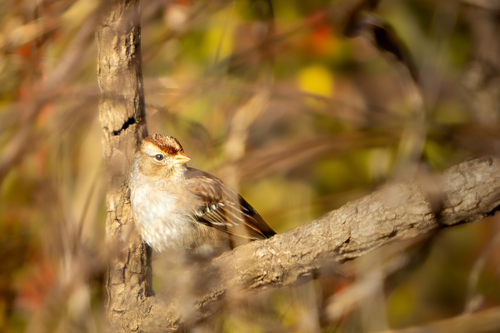 White-crowned Sparrow photographed in Georgia