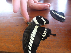 Papilio gigon