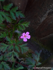 Geranium robertianum
