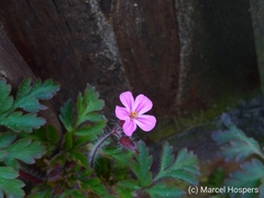 Geranium robertianum