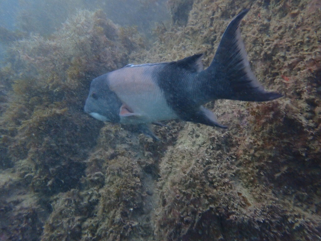 California sheephead over a rocky reef with a dark tail and pale middle