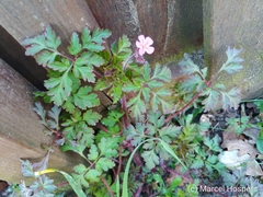 Geranium robertianum