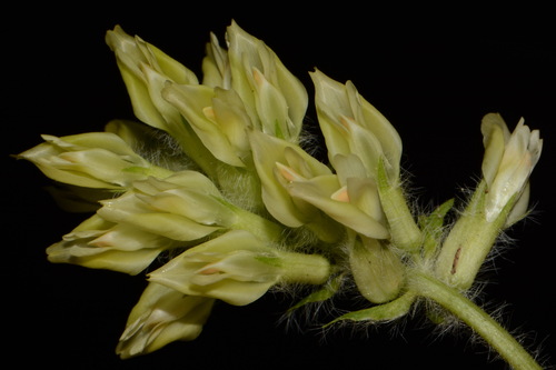 Image of Astragalus tennesseensis by (c) Brian Finzel, some rights reserved (CC BY-SA)