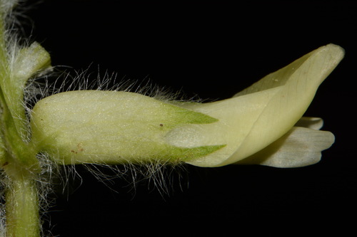 Image of Astragalus tennesseensis by (c) Brian Finzel, some rights reserved (CC BY-SA)