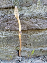 Equisetum arvense