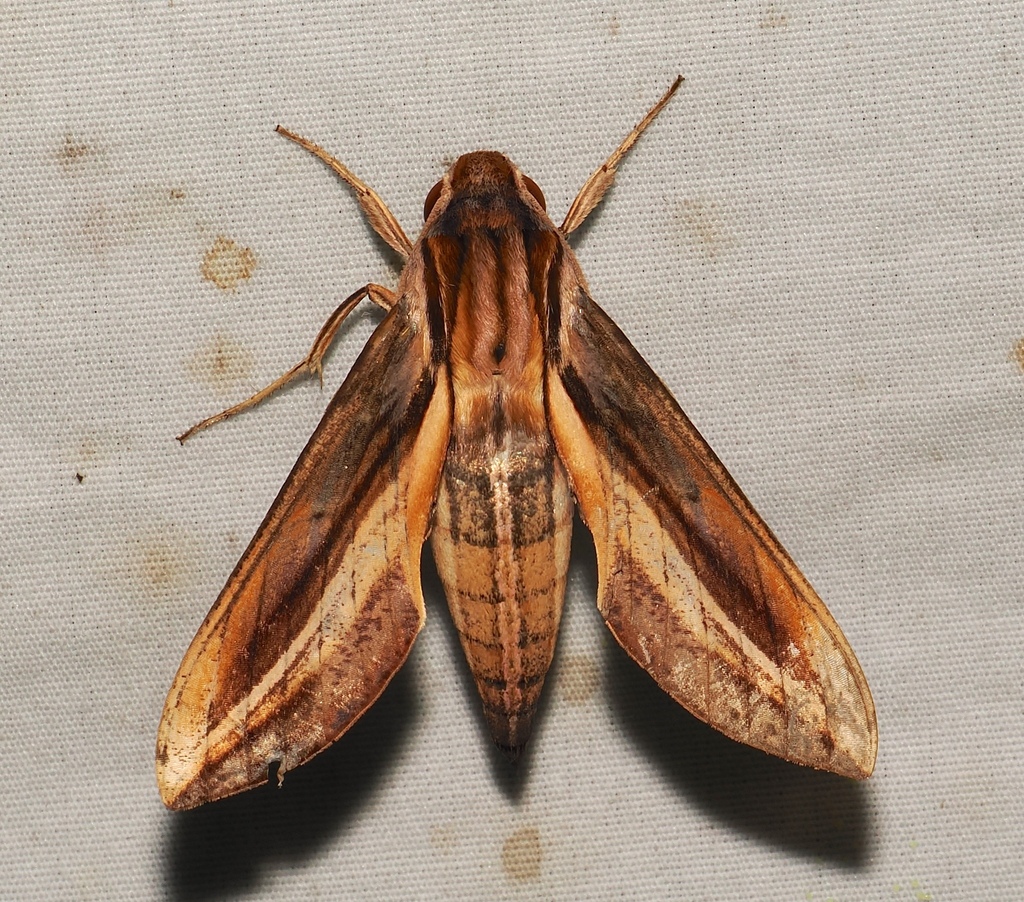Xylophanes thyelia