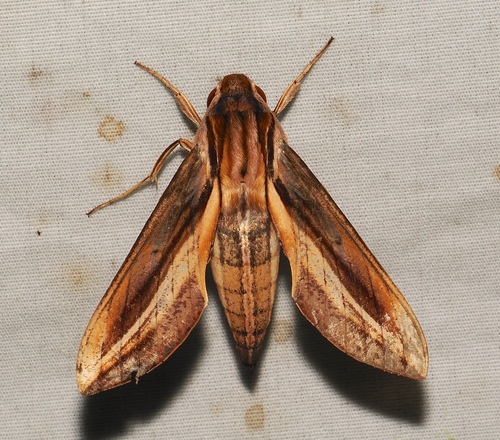 Xylophanes thyelia