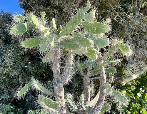 Consolea macracantha, photograph 4