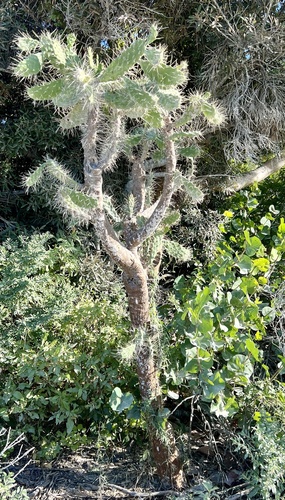 Consolea macracantha, photograph 5