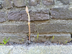 Equisetum arvense