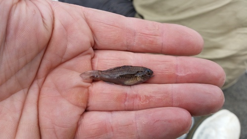 Spotfin goby (Redigobius chrysosoma) — Gobiidae