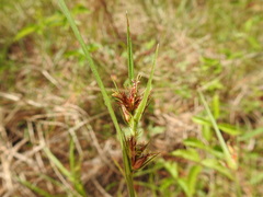 Scleria ciliata