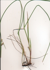 Scleria ciliata