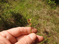 Scleria ciliata
