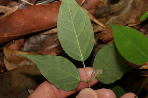 Image of Amphilophium crucigerum by (c) Greg Tasney, some rights reserved (CC BY-SA)