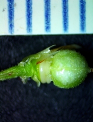 Scleria ciliata