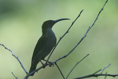 Grey-breasted Spiderhunter (Arachnothera modesta), photo 8