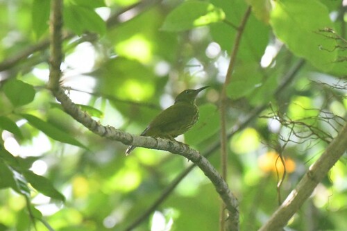 Purple-naped Spiderhunter (Kurochkinegramma hypogrammicum)