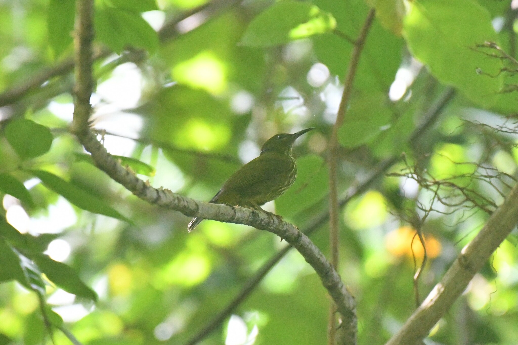 Purple-naped Spiderhunter (Kurochkinegramma hypogrammicum)