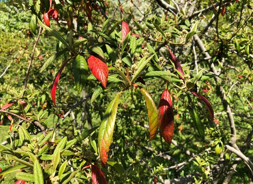 Cotoneaster rhytidophyllus