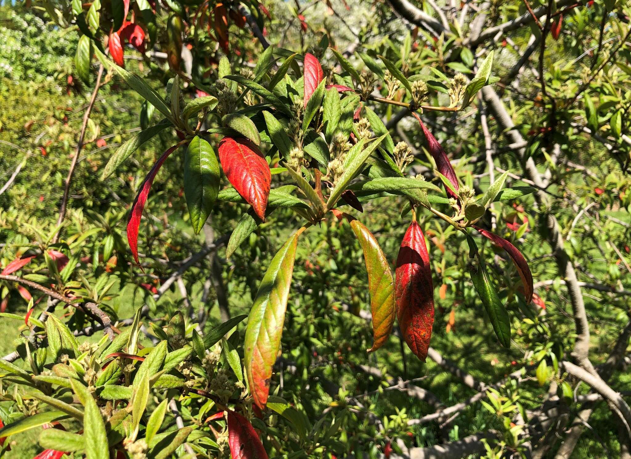Cotoneaster rhytidophyllus