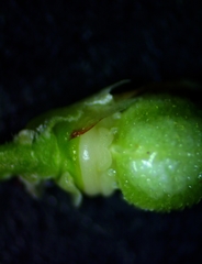 Scleria ciliata