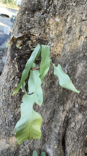 Foto de Chifre de viado