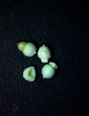 Scleria ciliata