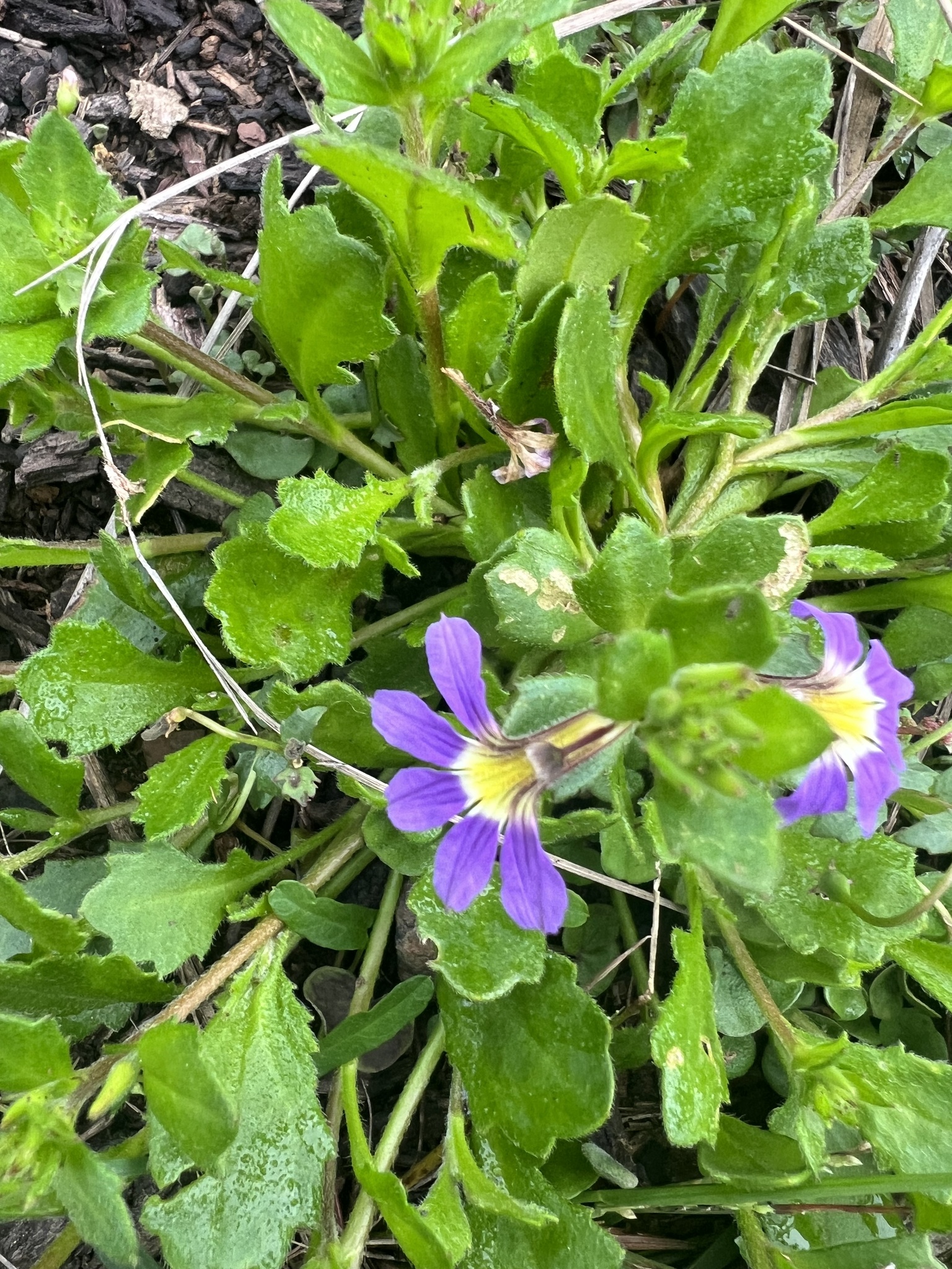 Imagem de Scaevola