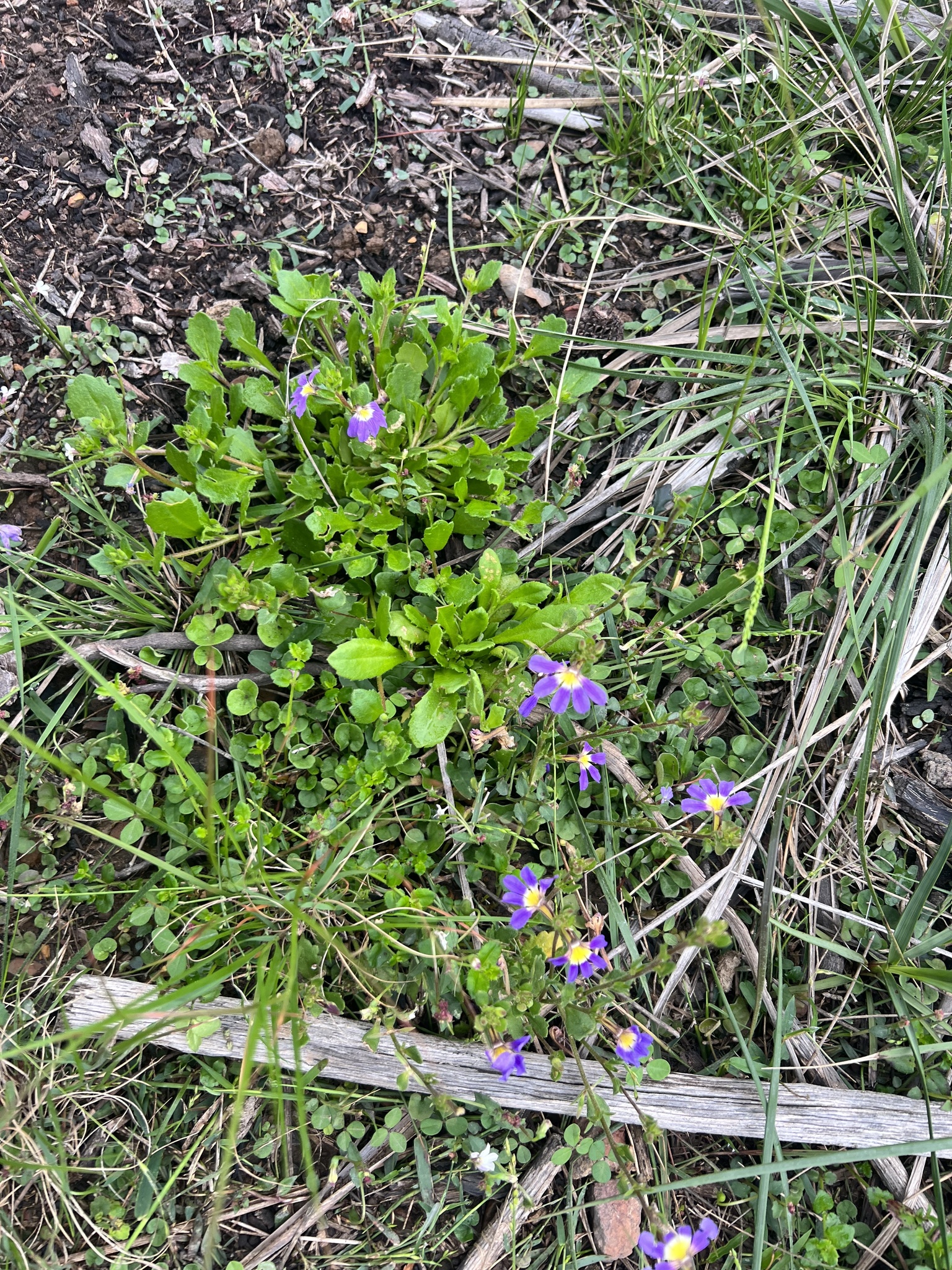 Imagem de Scaevola