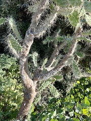 Consolea macracantha, photograph Kathy Daniel, CC0, iNaturalist via GBIF
