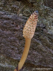 Equisetum arvense