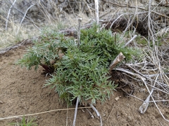 Lomatium dissectum