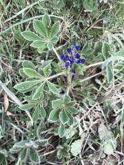Lupinus micranthus