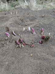 Lomatium dissectum