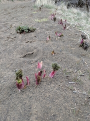 Lomatium dissectum