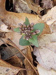 Cardamine douglassii
