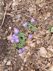 Anemonoides apennina