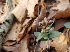 Cardamine douglassii