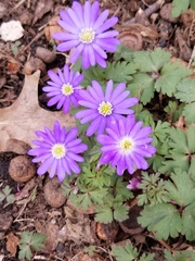 Anemonoides apennina