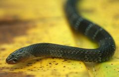 Elapsoidea nigra