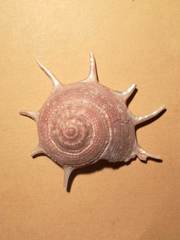 Guildfordia triumphans