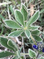 Lupinus micranthus