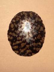 Cellana testudinaria