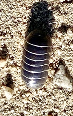 Armadillidium vulgare image