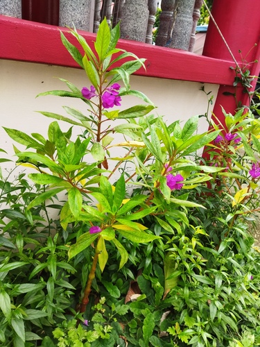 Foto de Maria-sem-vergonha