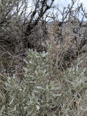 Artemisia tridentata tridentata