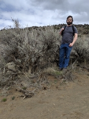 Artemisia tridentata tridentata