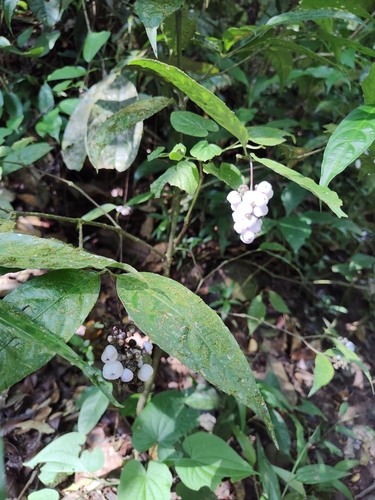 Image of Palicourea deflexa by (c) Martha Lucia Ortiz-Moreno, some rights reserved (CC BY)