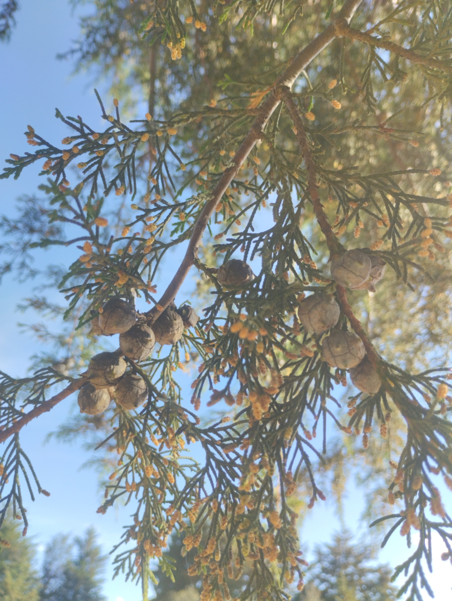 Imagem de Cedro-do-Buçaco